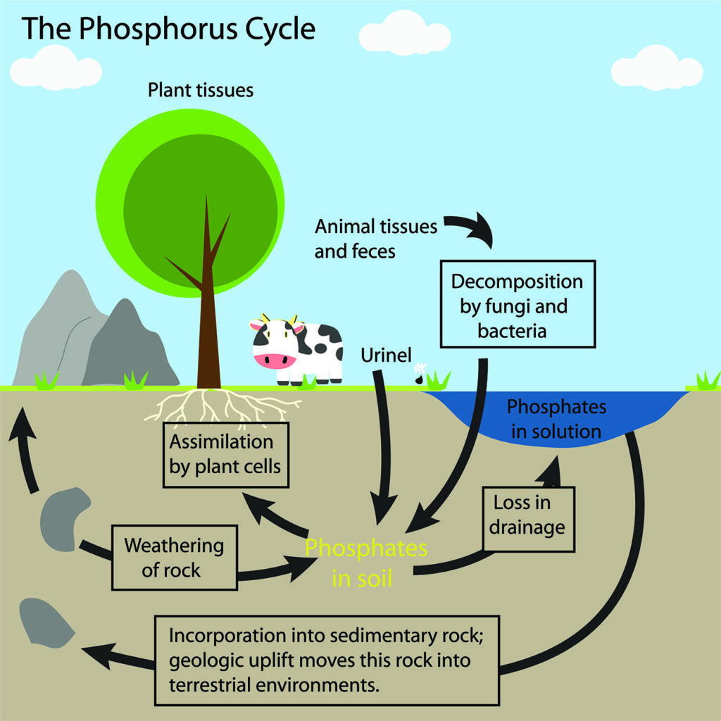 Infografik Phosphor-Zyklus